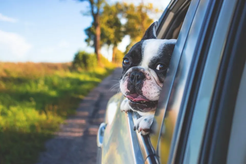 Bouledogue français regardant par la fenêtre d'une voiture