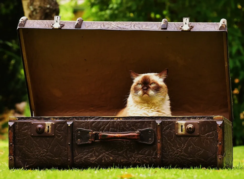 Chat assis dans une vieille valise ouverte posée sur l'herbe