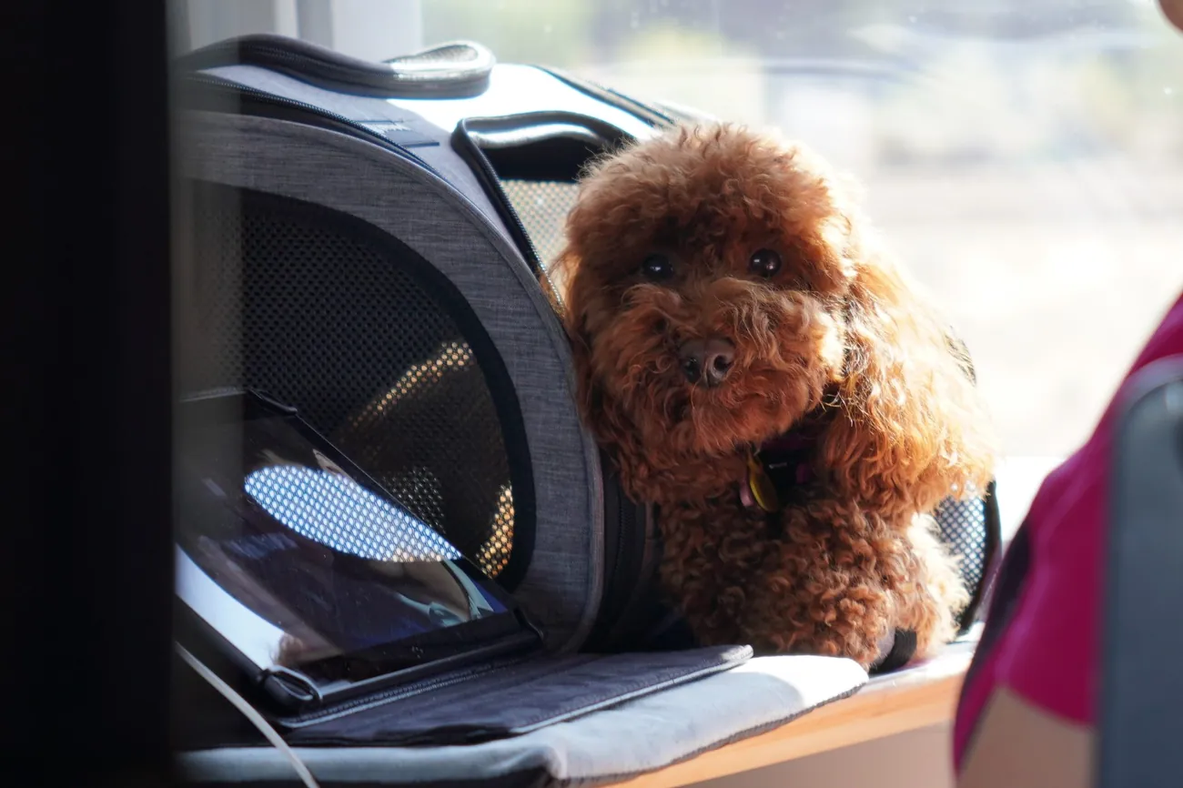 Petit chien brun dans un sac de transport pour animaux